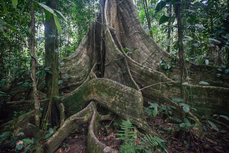 roots of a large tree