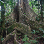 roots of a large tree