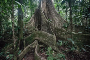 large tree roots in the forest