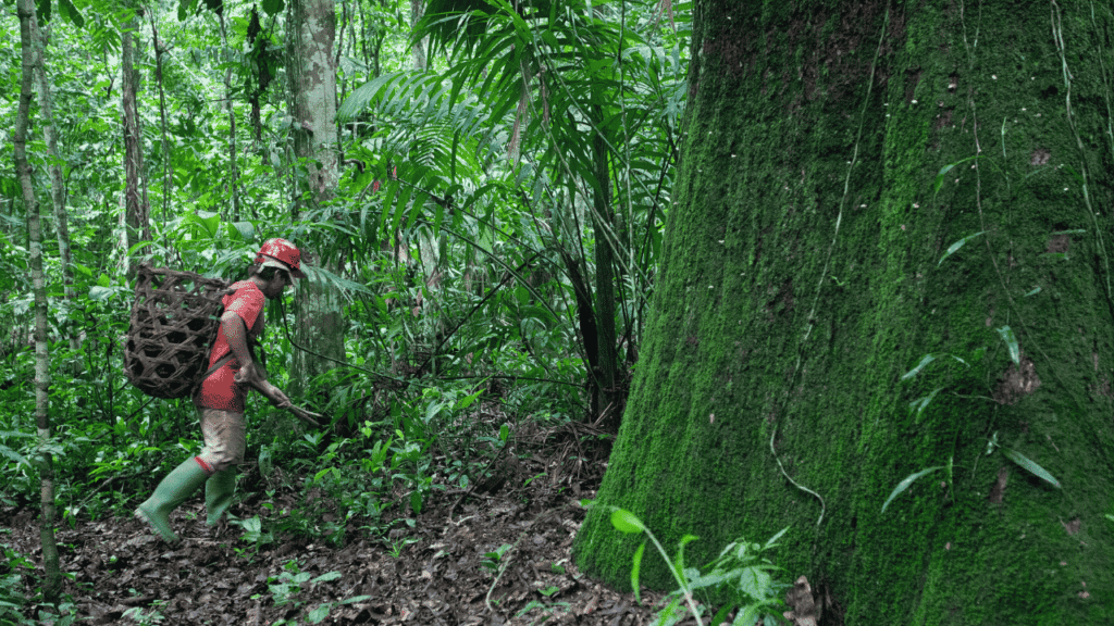 trunk tree next to a man carrying his harvest on a traditional harvest